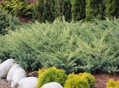 Juniperus squamata 'Gold Tip' 